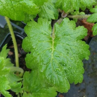 Primula (Cortusa) matthioli pekinensis 